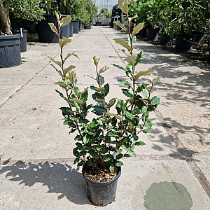 Elaeagnus ebb. 'Compacta' 60-80 cm 3,0L