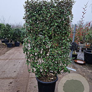 Elaeagnus ebb. 'Compacta' GM container lei 80x120