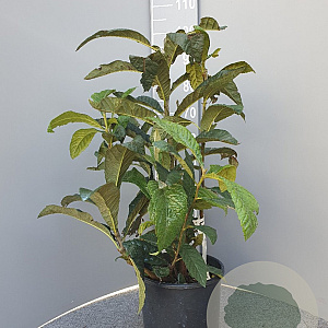 Eriobotrya japonica 60-80 cm 10L