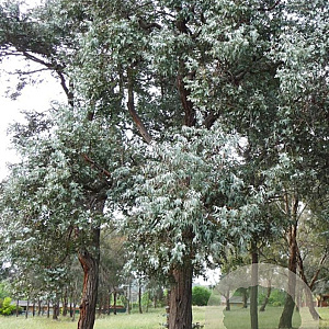 Eucalyptus cinerea 200 cm stam cont. 95L 16-18