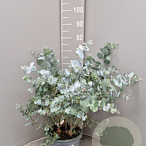 Eucalyptus cinerea GM C5