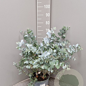 Eucalyptus cinerea GM C5