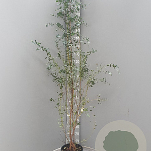 Eucalyptus gunnii 175-200 cm 7,5L