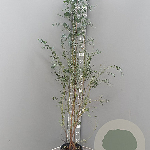 Eucalyptus gunnii 175-200 cm 7,5L