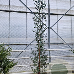 Eucalyptus gunnii 250-300 cm 18L
