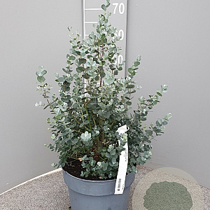 Eucalyptus gunnii 40-50 cm 10L