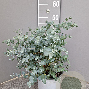 Eucalyptus gunnii GM P17