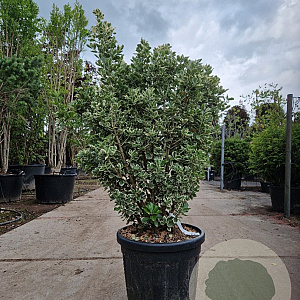 Euonymus jap. 'Kathy' 100-125 cm 35L