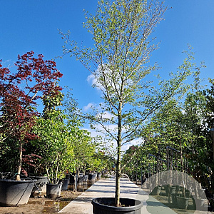 Fagus syl. 'Aspleniifolia' 450-500 cm container geveerd