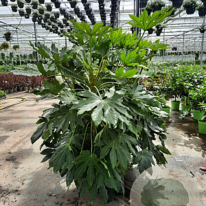Fatsia japonica 100-125 cm 50L