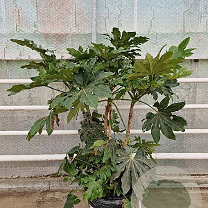 Fatsia japonica 125-150 cm 50L