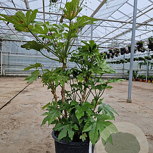Fatsia japonica 125-150 cm container 