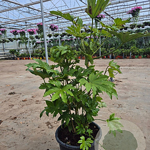 Fatsia japonica 125-150 cm container 