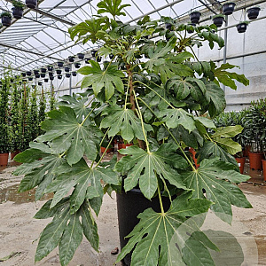 Fatsia japonica 125-150 cm container 