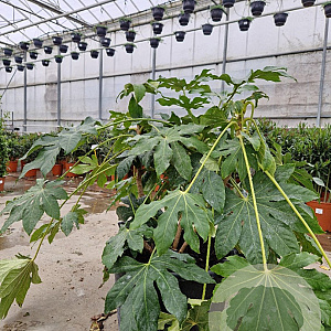 Fatsia japonica 60-80 cm container