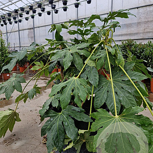 Fatsia japonica 60-80 cm container