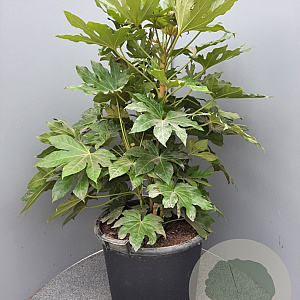 Fatsia japonica 80-100 cm 50L