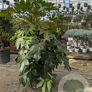 Fatsia japonica 80-100 cm 50L