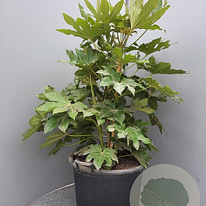 Fatsia japonica 80-100 cm 50L