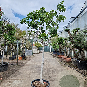 Ficus carica 100 cm stam container 16-18