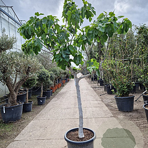 Ficus carica 100 cm stam container 25-30
