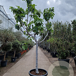 Ficus carica 120 cm stam container 20-25