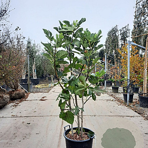 Ficus carica 125-150 cm container meerstammig
