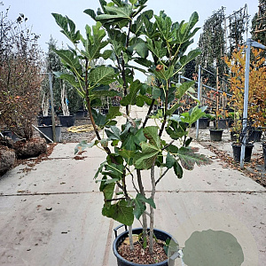 Ficus carica 125-150 cm container meerstammig