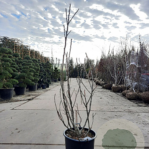 Ficus carica 125-150 cm container meerstammig