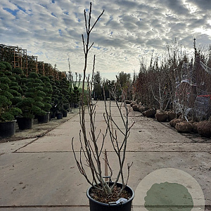 Ficus carica 125-150 cm container meerstammig