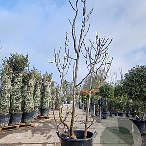 Ficus carica 175-200 cm container meerstammig