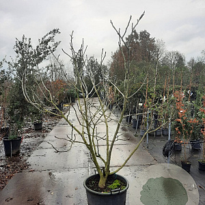 Ficus carica 200-250 cm container meerstammig
