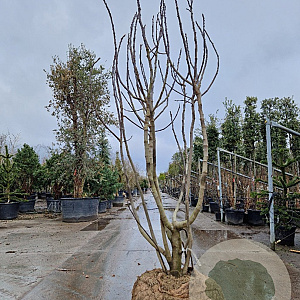 Ficus carica 250-300 cm container meerstammig extra