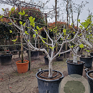 Ficus carica 50 cm stam container 18-20 extra