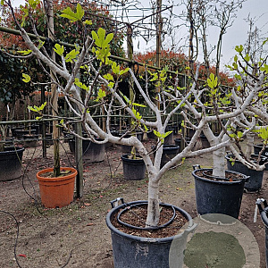 Ficus carica 50 cm stam container 18-20 extra