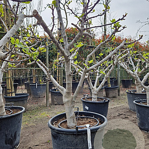 Ficus carica 50 cm stam container 25-30 extra