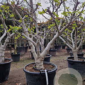 Ficus carica 50 cm stam container 35-40 bol
