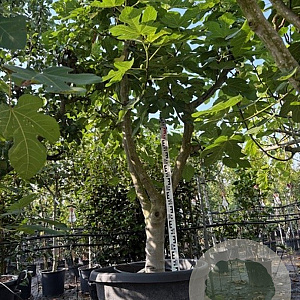 Ficus carica 50 cm stam container 40-50 extra