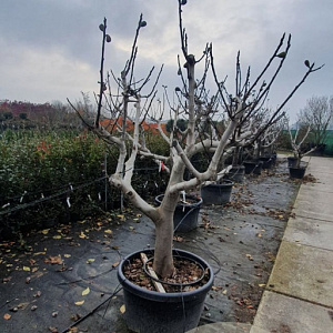 Ficus carica 50 cm stam container 40-50 extra