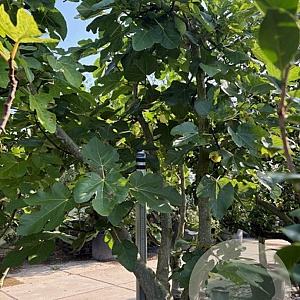 Ficus carica 50 cm stam container 40-50 extra