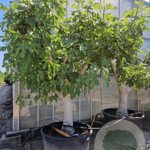Ficus carica 70 cm stam cont. 280L 40-50