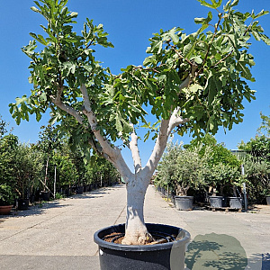 Ficus carica 70 cm stam cont. 350L 50-60