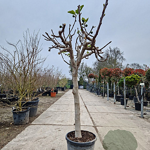 Ficus carica 80 cm stam 25L 18-20