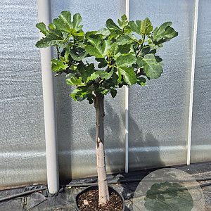 Ficus carica 80 cm stam 25L 20-25