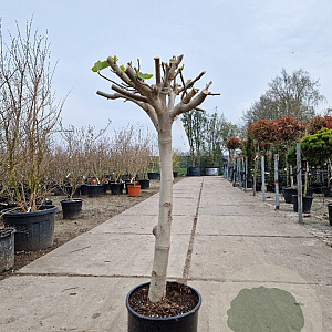 Ficus carica 80 cm stam 25L 20-25