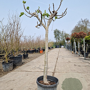 Ficus carica 80 cm stam container 14-16