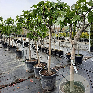 Ficus carica 80 cm stam container 14-16