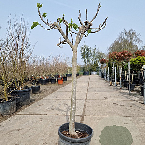 Ficus carica 80 cm stam container 14-16