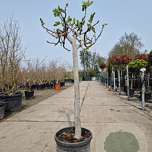 Ficus carica 80 cm stam container 16-18 lei 120x120