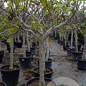 Ficus carica 80 cm stam container 20-25